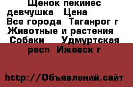 Щенок пекинес девчушка › Цена ­ 2 500 - Все города, Таганрог г. Животные и растения » Собаки   . Удмуртская респ.,Ижевск г.